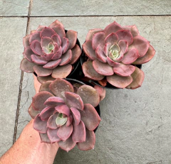 E Mina (pote 9) na internet