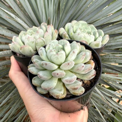 E. Baena (pote 9) - FLOR DE PEDRA - Loja virtual 