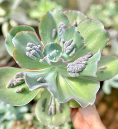 E. Etna (Pote 15) na internet