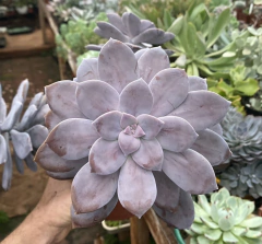 Graptopetalum Superbum (Pote 9) na internet