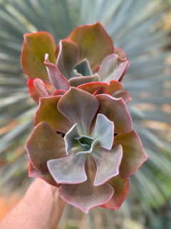 E. zauberblume (Pote 11) na internet