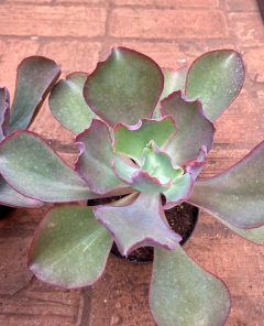 E. Mauna Espanha (Pote 11) - comprar online