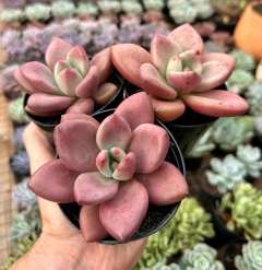Graptoveria Ruby Donna (Pote 9) - FLOR DE PEDRA - Loja virtual 