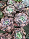 Mauna loa Verdadeira (carunculas) pote 11