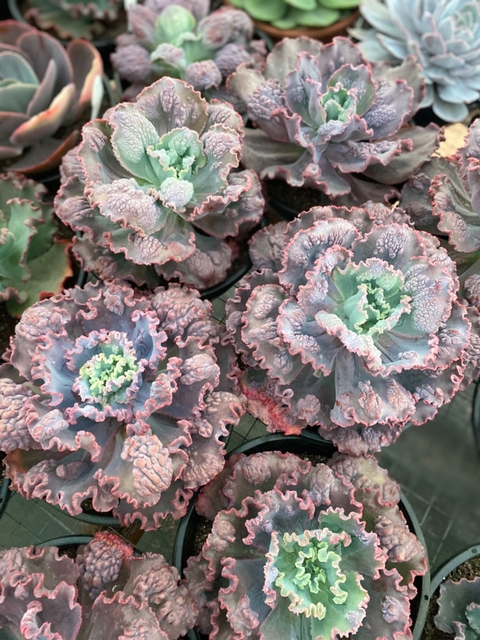 Mauna loa Verdadeira (carunculas) pote 11