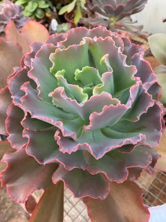 Echeveria Hibrida Rullsa Rubra (Pote 11)