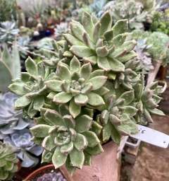 Suculenta Arijie (Pote 9 ) na internet