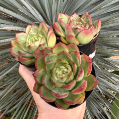 Agavoide Flora (Pote 9) na internet