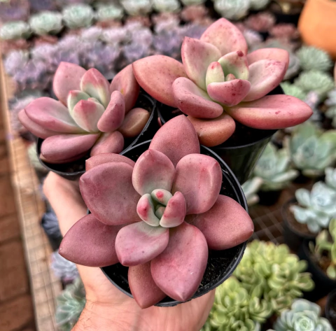Graptoveria Ruby Donna (Pote 9)