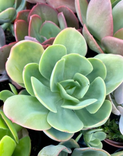 Suculenta Peach Pride (Pote 11) - comprar online