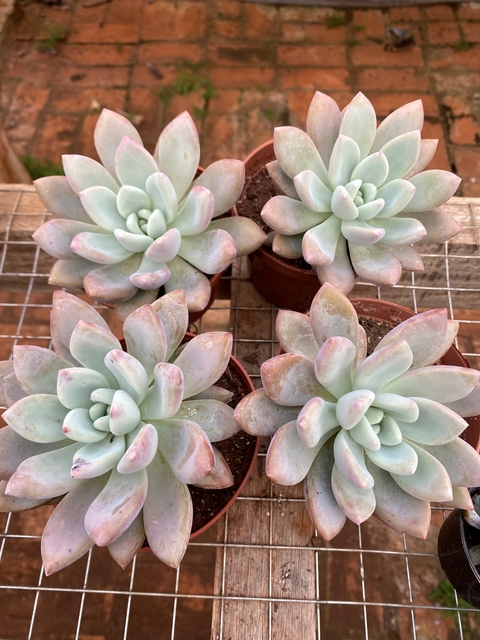 Echeveria Opalina (Pote 11)