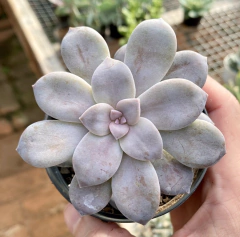 Graptopetalum Superbum (Pote 9) - comprar online