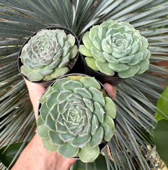 E. Hialina (pote 9)
