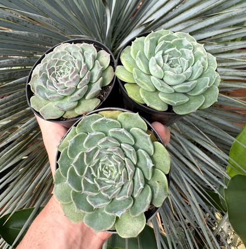 E. Hialina (pote 9)