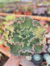 Echeveria Midori (Pote 11)