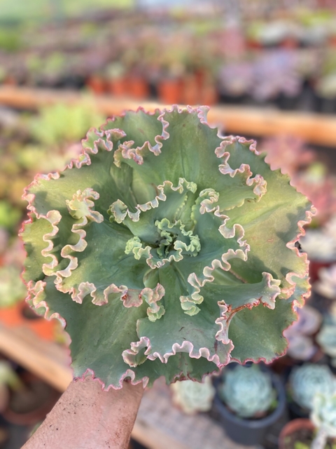 Echeveria Midori (Pote 11)