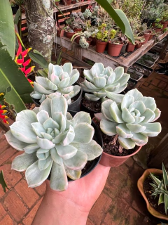 Imagem do Albicans Variegata (Pote9)