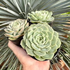 E. Onslow (Pote 9) na internet