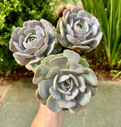 E. Pinck Flamingo (Pote 11 ) - comprar online