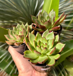 Agavoide Escorpion (Pote 9) na internet