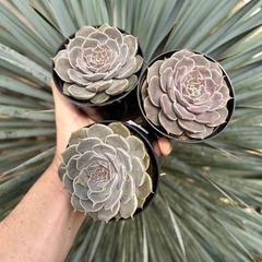 echeveria fantasy rose (Pote 9) - comprar online