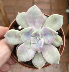 Graptoveria Snow White (Pote 9) - comprar online