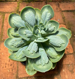 Papagueno Matriz 2 (Planta na cuia 21) na internet