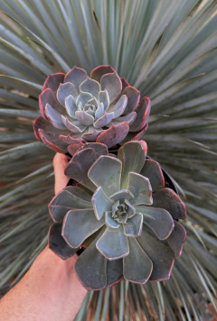 E. Colorshift ( Pote 11) - comprar online