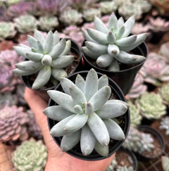 Pachyphytum Mexicano (Pote 9) - comprar online