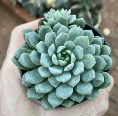 Echeveria Chrissy Ryan (Pote 9) na internet
