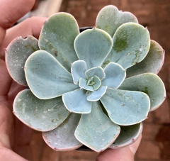 Echeveria Embricata (azul SKY) (Pote 9)