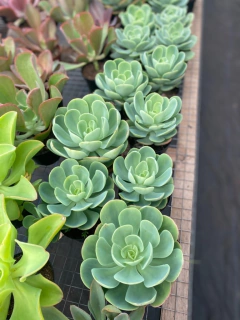Suculenta Peach Pride (Pote 11)