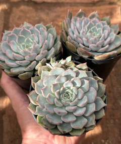 E. Texensis Rosea (Pote 9) - comprar online