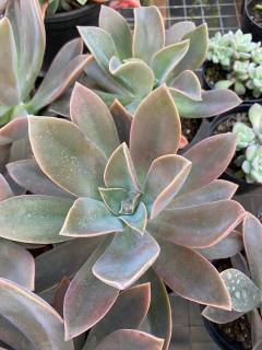 Frede Ives (Pote 11) - comprar online