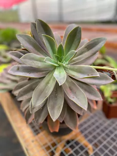 Frede Ives (Pote 11)