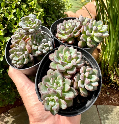 Grap. Purple Drean (Pote 9 )