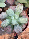 Echeveria Anjo Caido (pote 11)