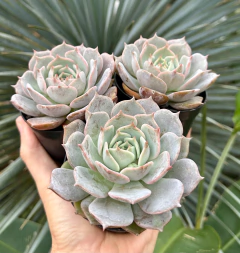 Hibrida de lola rosada