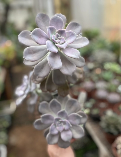 Graptoveria Snow White (Pote 9)