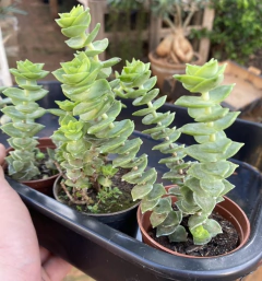 Crassula Perforata (Pote 9 ) - comprar online