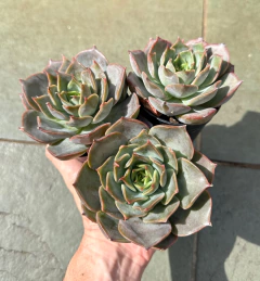 E. Late Rosse (pote 9) - comprar online