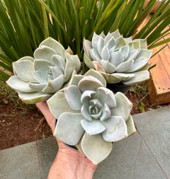 E. Glorious (pote 9)