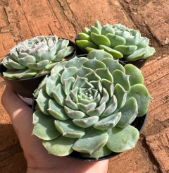 E. Hialina (pote 9) - comprar online