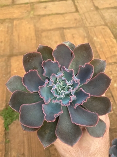 Echeveria Neon Breakers (Pote 9)