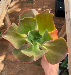 Hibrida de Marogane (pote 11) - comprar online
