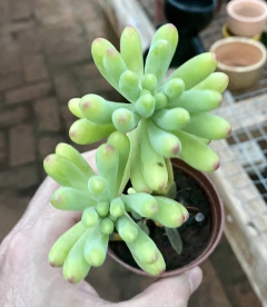Sedum pachyphyllum (dedo de ET) (Pote 9) na internet