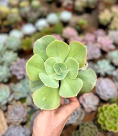 E Rosa de Jade (Pote 11) - FLOR DE PEDRA - Loja virtual 