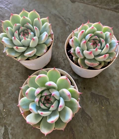 Echeveria Chihuahuensis (Pote 9) - loja online