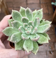 Suculenta Arijie (Pote 9 ) - comprar online