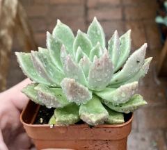 Suculenta Arijie (Pote 9 )